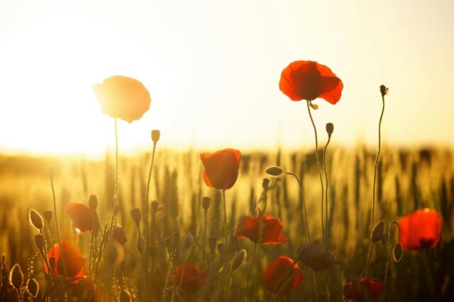 Tomorrow morning at 11:00 AM, The Bourne Club will pause to observe two minutes of silence in honour of the men and women who have served, and continue to serve, our country with courage and dedication.

We warmly invite all members at the Club to join us in this quiet moment of reflection and gratitude, as we remember their bravery and sacrifice. 

Thank you for joining us in remembrance.

#lestweforget #remembrance #courage #bravery #dedication